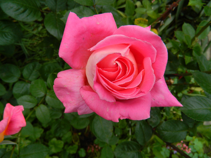 DSCN5611 - TRANDAFIRI 2012