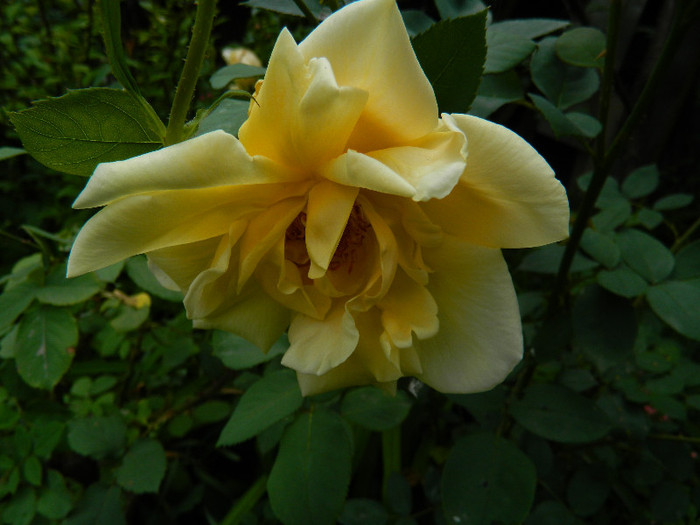 DSCN5624 - TRANDAFIRI 2012