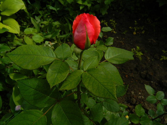 DSCN5630 - TRANDAFIRI 2012