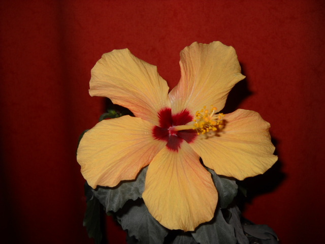 20.mai a inflorit! - HIBISCUS - 2012