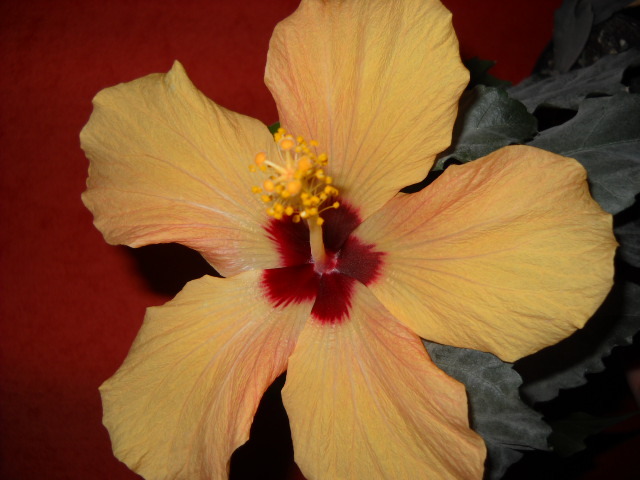 099 - HIBISCUS - 2012
