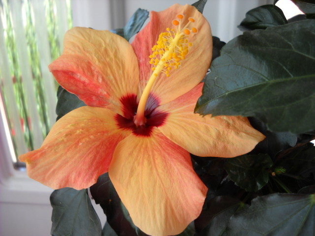 22 Mai a inflorit! - HIBISCUS - 2012