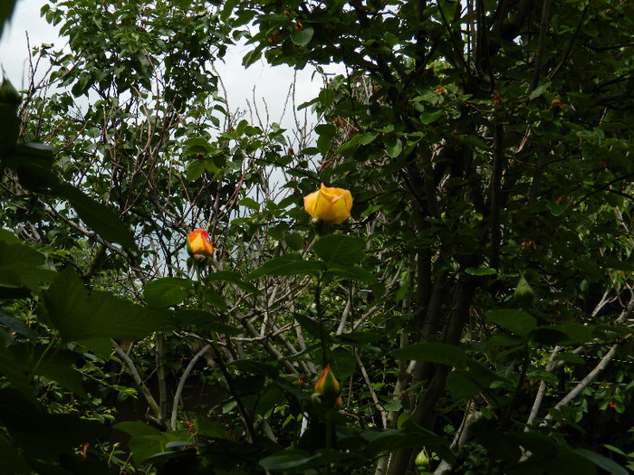 DSCN5641 - TRANDAFIRI 2012