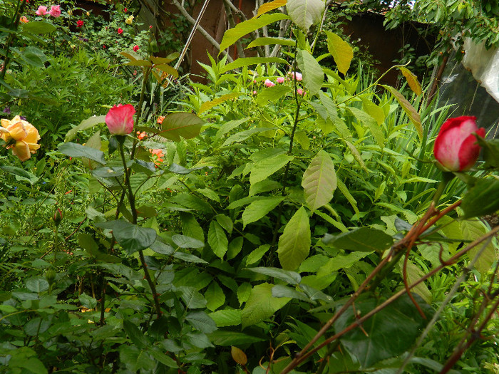 DSCN5655 - TRANDAFIRI 2012