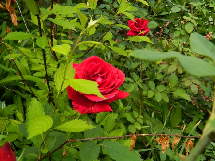 DSCN5691 - TRANDAFIRI 2012