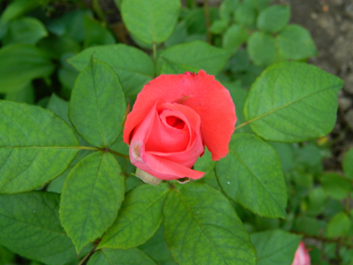 DSCN5770