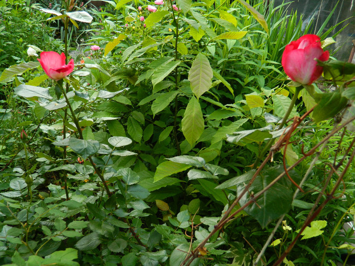 DSCN5824 - TRANDAFIRI 2012