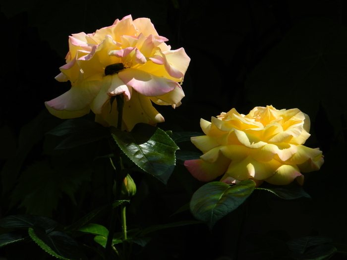 DSCN5846 - TRANDAFIRI 2012