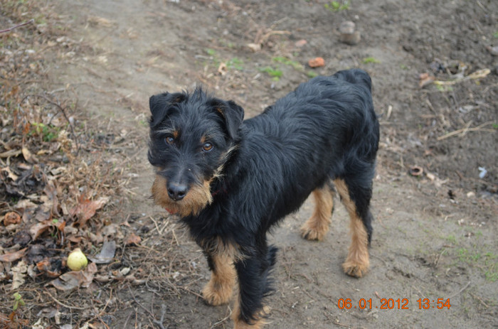 DSC_0270 - Jagd terrier