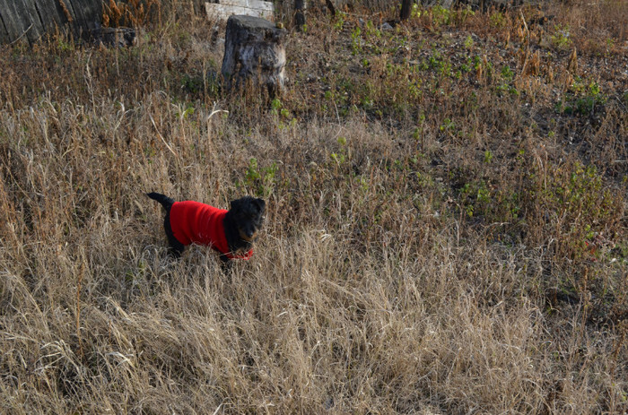 DSC_0003 - Jagd terrier