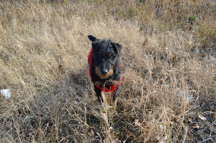 DSC_0006 - Jagd terrier