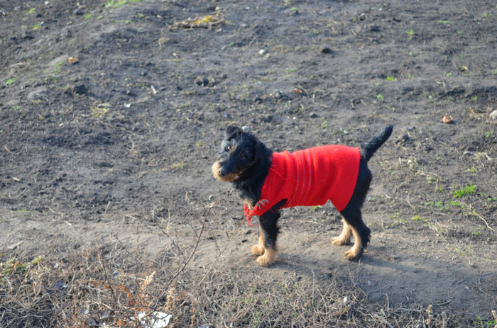 DSC_0015 - Jagd terrier