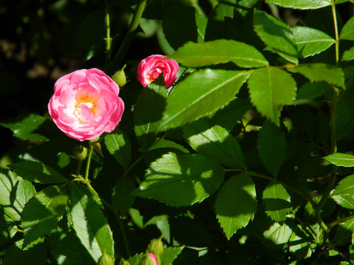 DSCN5884 - TRANDAFIRI 2012