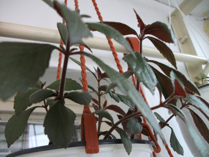 DSCF2893 - Achimenes