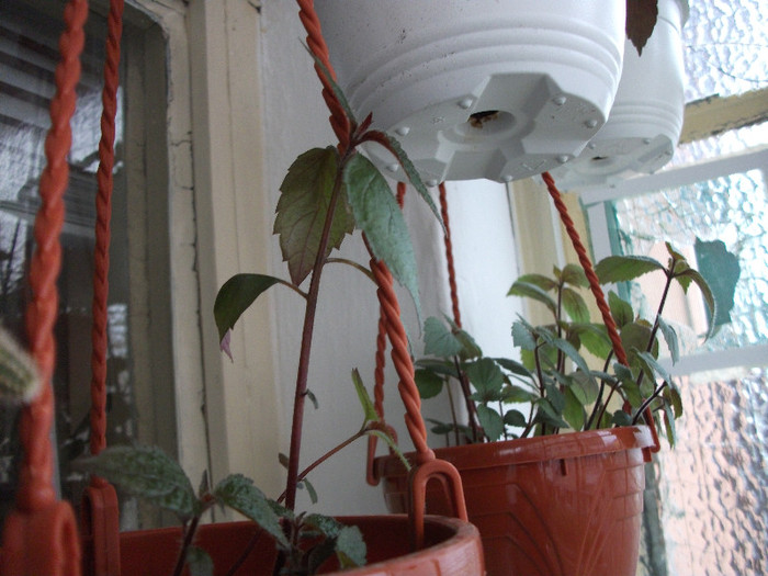 DSCF2894 - Achimenes