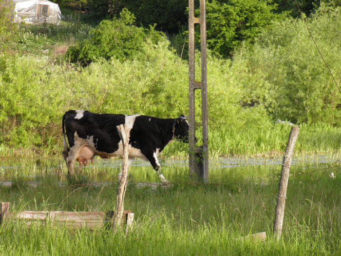 SIDE 2010 048 - animale