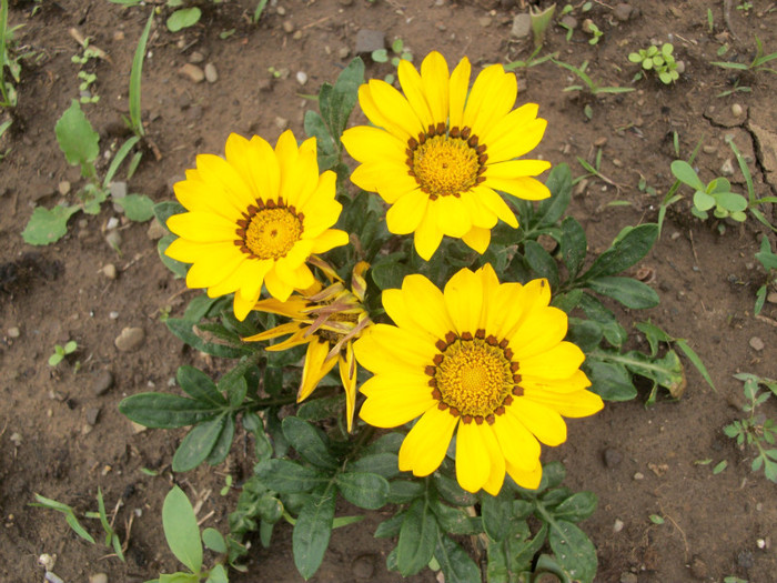 100_9664 - gazania 2012