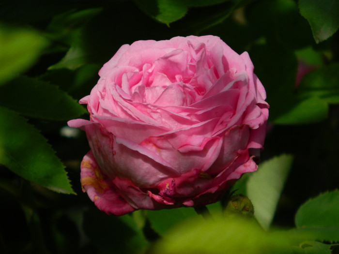 DSCN5982