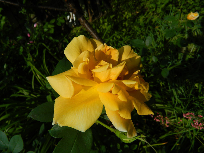 DSCN5983