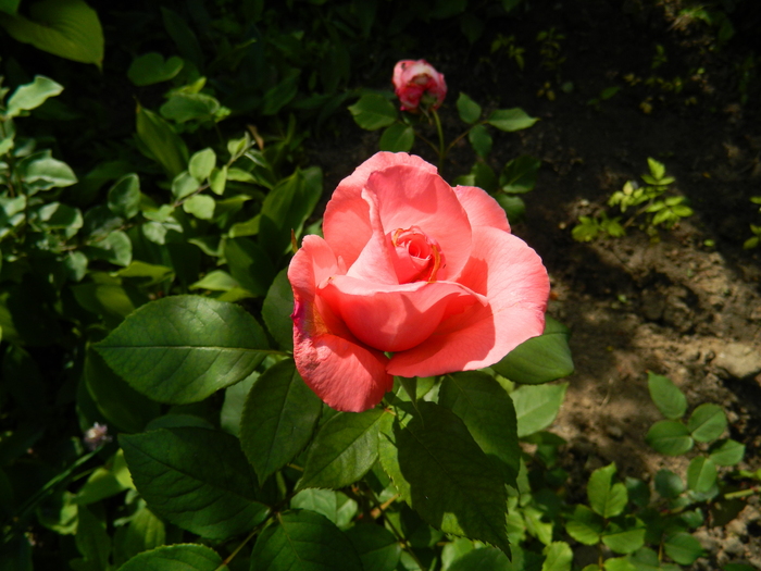 DSCN5989