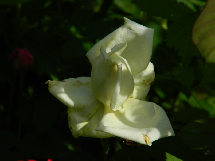 DSCN5995