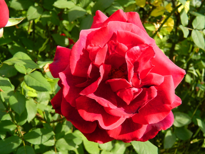 DSCN5996