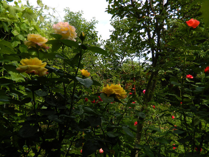 DSCN6059