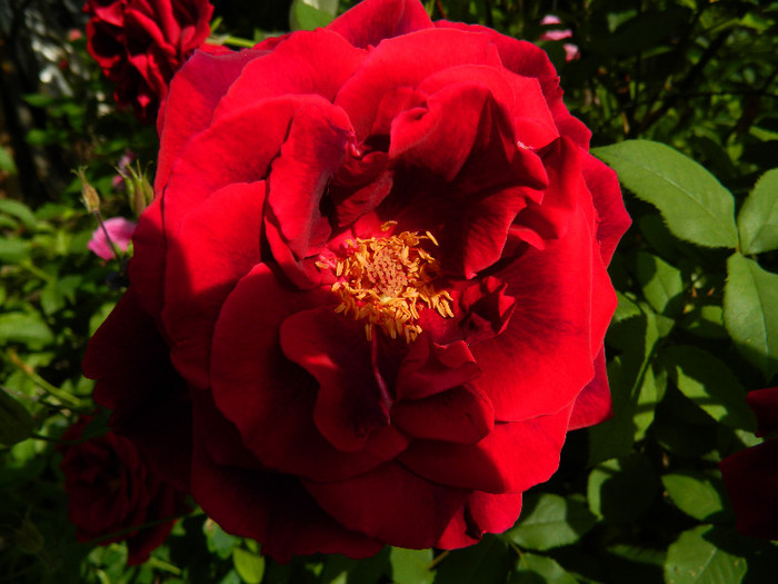 DSCN5997