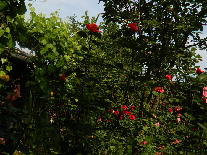 DSCN6004 - TRANDAFIRI 2012