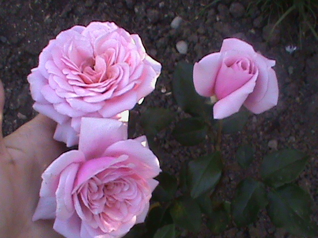 margo (pharma rose) - Trandafiri 2012