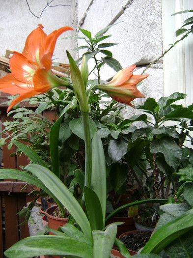 DSC08749 - amaryllis 2012