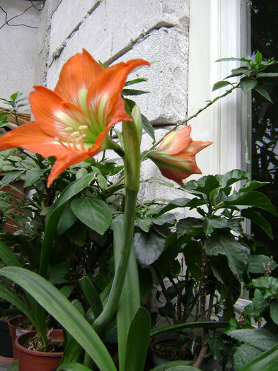 DSC08748 - amaryllis 2012