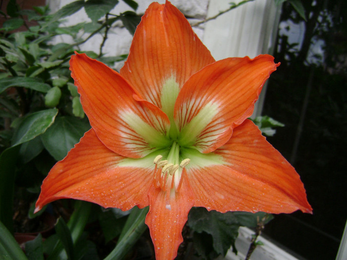 DSC08751 - amaryllis 2012