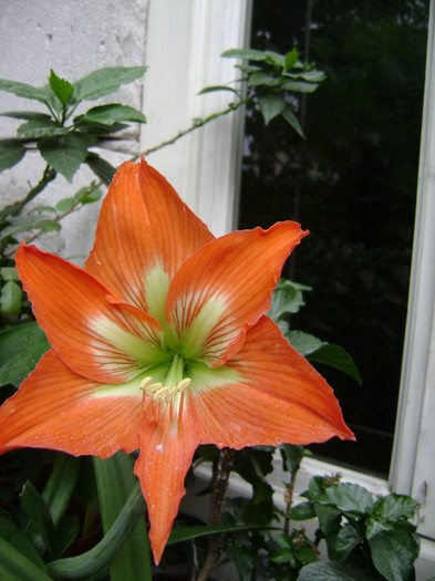 DSC08747 - amaryllis 2012