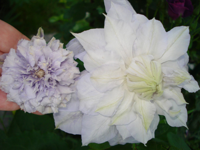 Comparatie "Blue Light" si "Veronica's Choice" - Clematis 2012