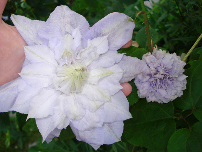 DSC00545 - Clematis 2012