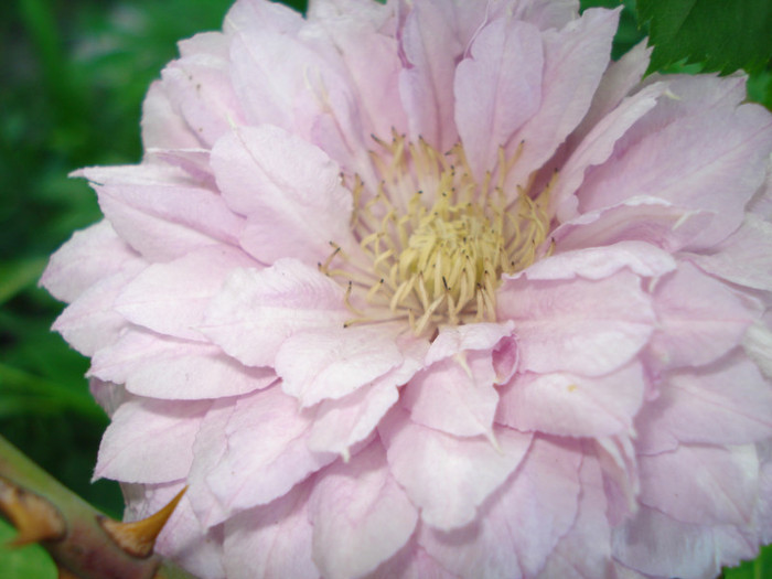 DSC00554 - Clematis 2012