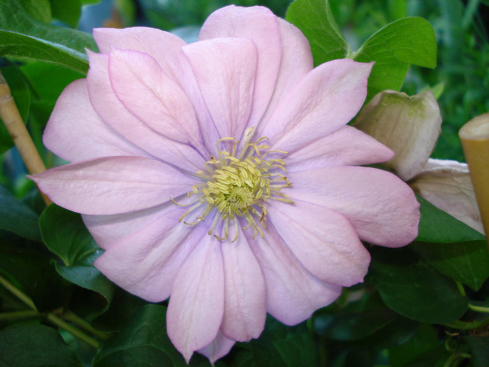 "Little Marmeid" - Clematis 2012