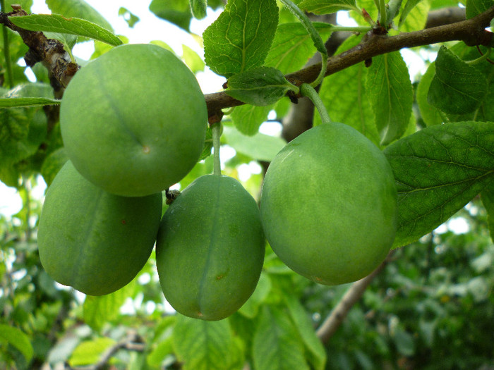 prune Renclod althan - Pomicultura 2012