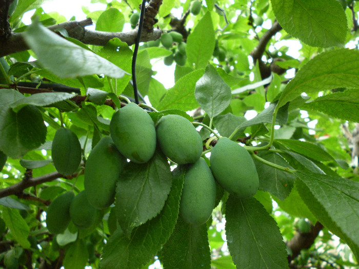Prune Stanley - Pomicultura 2012
