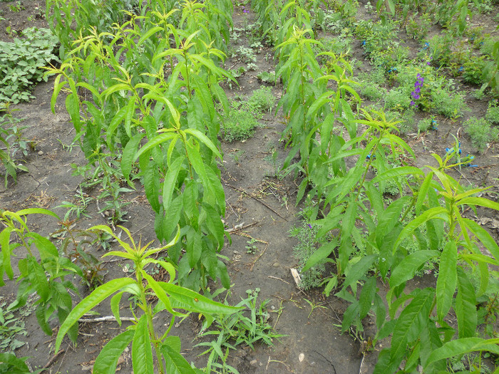 puieti de piersic-altoiti - Pomicultura 2012