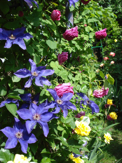 "The President" - Clematis 2012