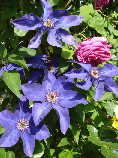 DSC00840 - Clematis 2012