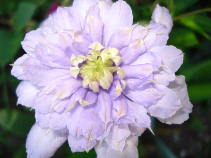 "Veronicas Choice" - Clematis 2012