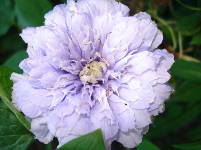 DSC00534 - Clematis 2012