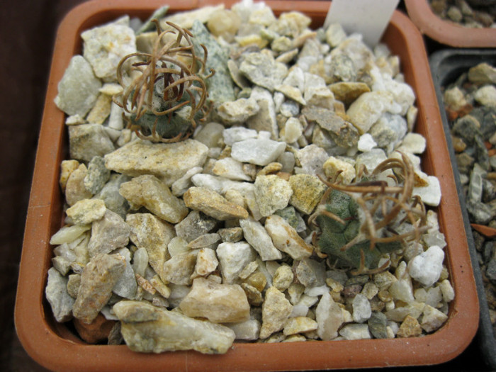 Turbinicarpus flaviflorus - Achiziti 2012