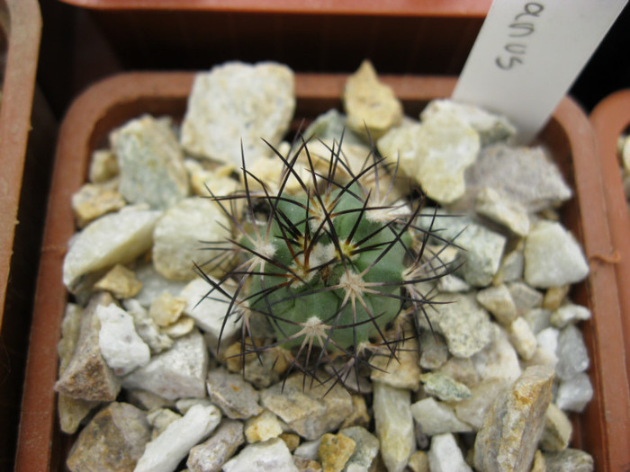 Turbinicarpus gielsdorfianus - Achiziti 2012