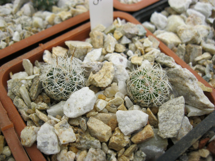 Turbinicarpus horripilus - Achiziti 2012