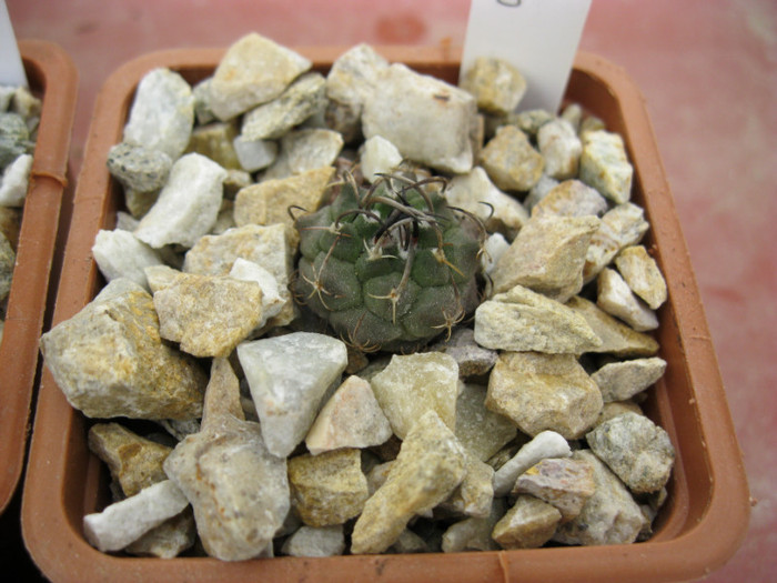 Turbinicarpus klinkerianus