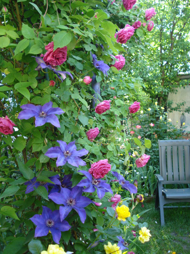 DSC00583 - Gradinuta mea 2012